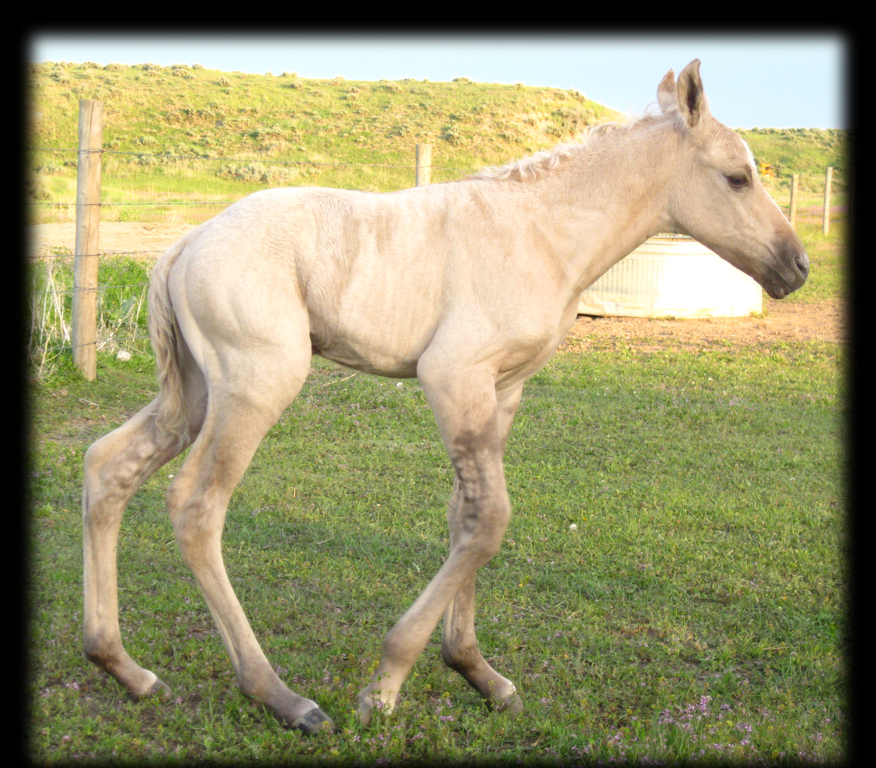 Dunalino Stallion, Double bred Hollywood Buck and Royal King